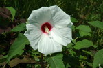 Hibiscus moscheutos